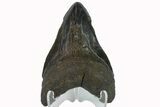 Bargain, Fossil Megalodon Tooth - South Carolina #158911-2